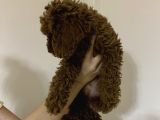 Dark Red Brown Toy Poodle