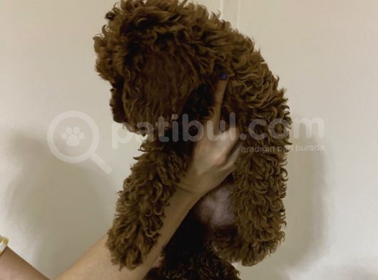 Dark Red Brown Toy Poodle görsel