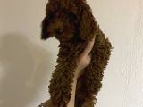 Dark Red Brown Toy Poodle