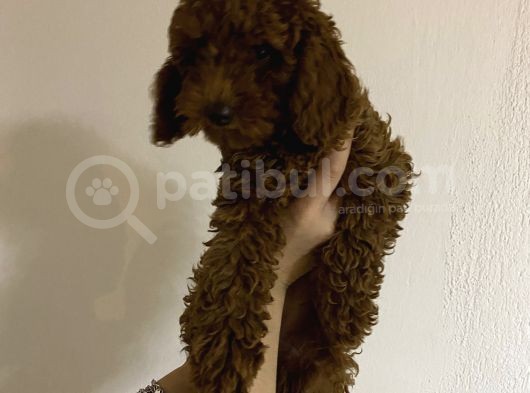 Dark Red Brown Toy Poodle görsel