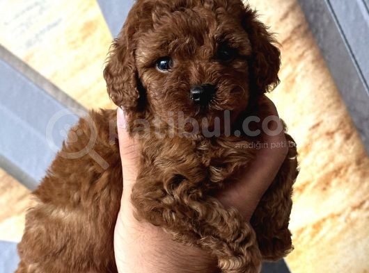 Mükemmel Toy Poodle Bebekler