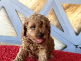 Mükemmel Toy Poodle Bebekler