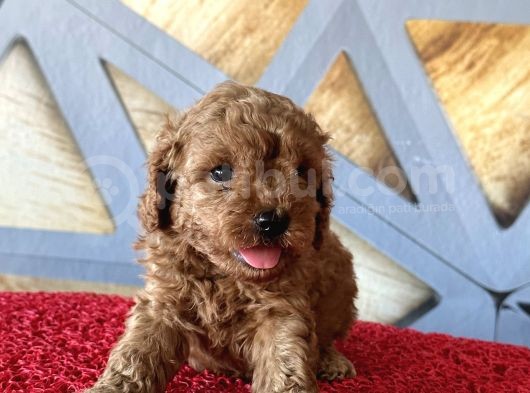 Mükemmel Toy Poodle Bebekler görsel