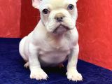 Muhteşem Güzellikte French Bulldog Platinyum Erkek Yavru