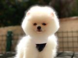 Pomeranian Boo Teddy Face Erkek Yavrumuz