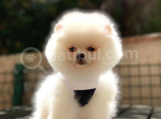 Pomeranian Boo Teddy Face Erkek Yavrumuz görsel
