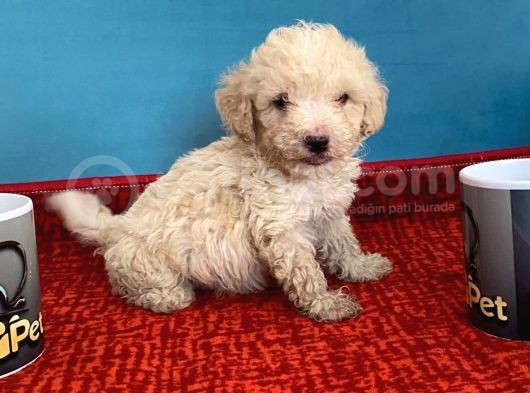 Harika Maltipoo Bebekler görsel