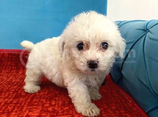 Sevimli Maltese Bebeklerimiz görsel