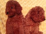 TÜM SEHİR LERE GÜVENLİ TESLİMAT TOY POODLE