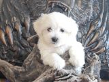 Orji̇nal Maltese Teri̇er Yavrular