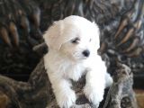 Orji̇nal Maltese Teri̇er Yavrular
