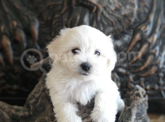 Orji̇nal Maltese Teri̇er Yavrular
