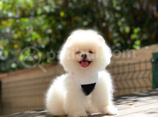 Pomeranian Boo Teddy Face Erkek Yavrumuz görsel