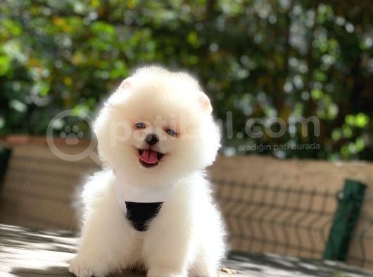 Pomeranian Boo Teddy Face Erkek Yavrumuz