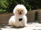 Pomeranian Boo Teddy Face Erkek Yavrumuz