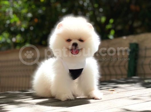Pomeranian Boo Teddy Face Erkek Yavrumuz görsel