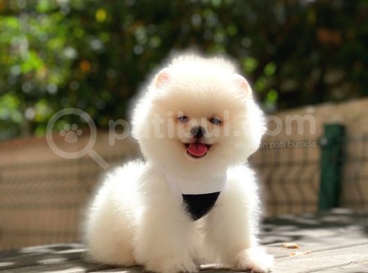 Pomeranian Boo Teddy Face Erkek Yavrumuz görsel