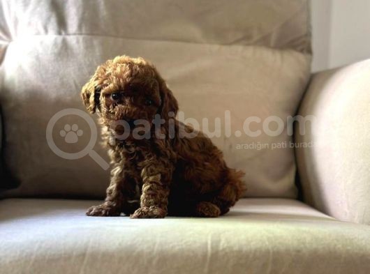 Üst Kalite Show Poodle Yavrular