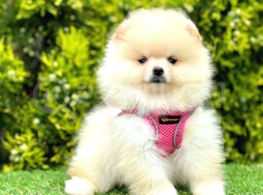 Safkan Pomeranian Boo Yavrularımız