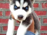 HUSKY YAVRULAR TESLİME HAZIR