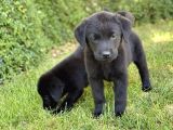 LABRADOR YAVRULARIM TESLİME HAZIR