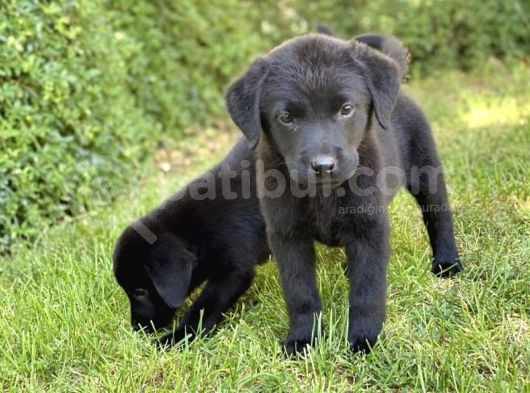 Labrador Yavrularim Tesli̇me Hazir