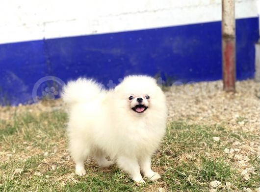 Korea Pomerani̇an Teacup görsel