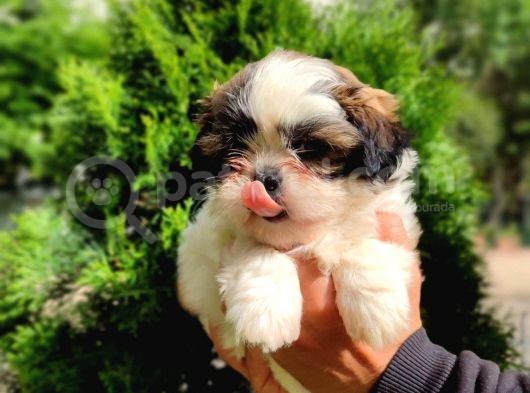Harika Tüy Yapısına Sahip Shihtzu Yavrular
