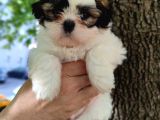 Harika Tüy Yapısına Sahip Shihtzu Yavrular