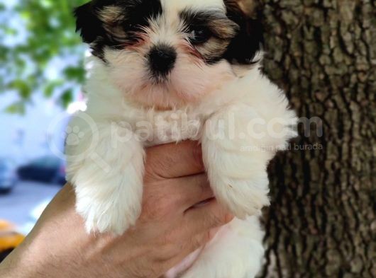 Harika Tüy Yapısına Sahip Shihtzu Yavrular görsel