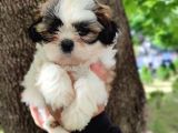 Harika Tüy Yapısına Sahip Shihtzu Yavrular