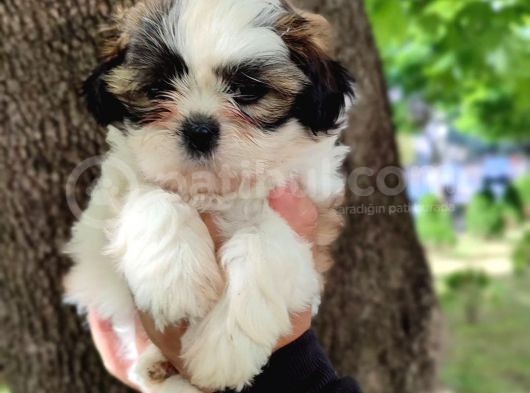 Harika Tüy Yapısına Sahip Shihtzu Yavrular görsel