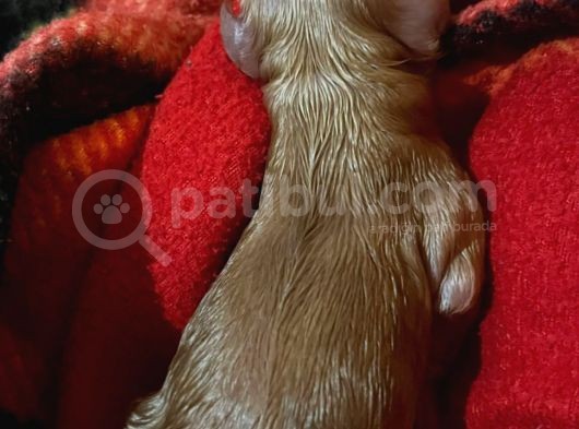 Baba Poodle Anne Maltipo
