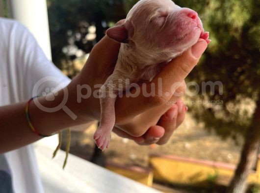 Baba Poodle Anne Maltipo görsel