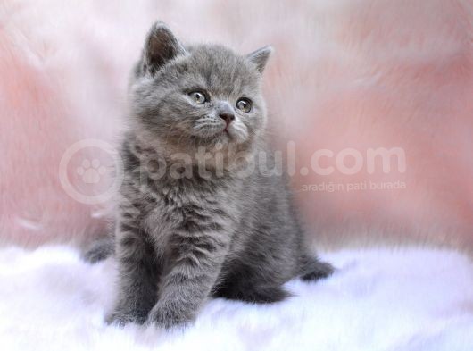 Topaç Kafa Gri British Shorthair görsel