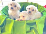 Ev Doğumu Maltipoo Bebekler
