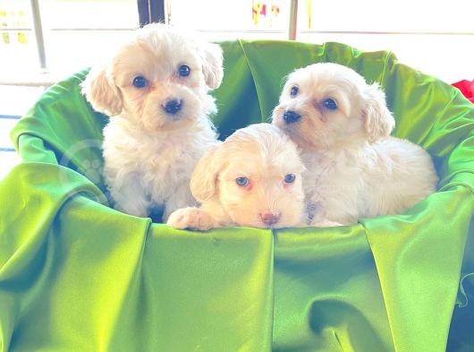 Ev Doğumu Maltipoo Bebekler görsel