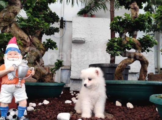 Ayi̇ Yavrusu Samoyed A Kali̇te Irk görsel