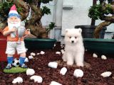 Ayi̇ Yavrusu Samoyed A Kali̇te Irk