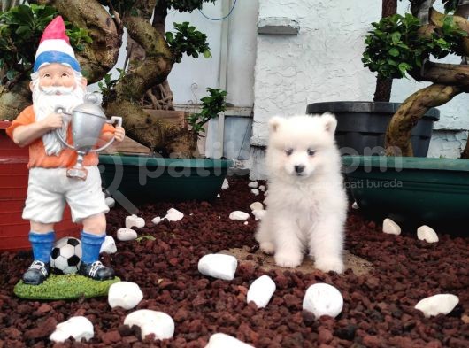Ayi̇ Yavrusu Samoyed A Kali̇te Irk görsel