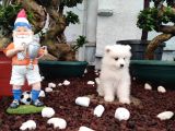 Ayi̇ Yavrusu Samoyed A Kali̇te Irk