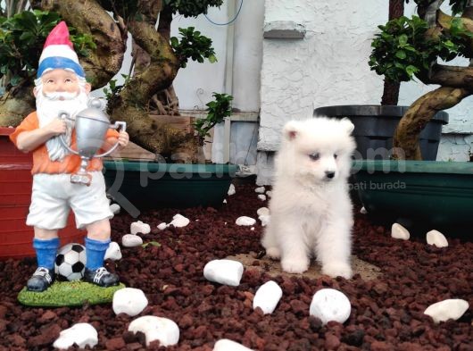 Ayi̇ Yavrusu Samoyed A Kali̇te Irk görsel