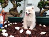Ayi̇ Yavrusu Samoyed A Kali̇te Irk
