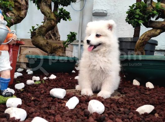 Ayi̇ Yavrusu Samoyed A Kali̇te Irk görsel
