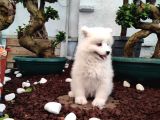 Ayi̇ Yavrusu Samoyed A Kali̇te Irk