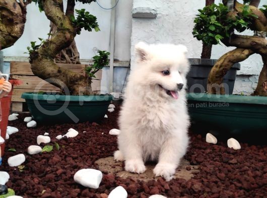 Ayi̇ Yavrusu Samoyed A Kali̇te Irk görsel
