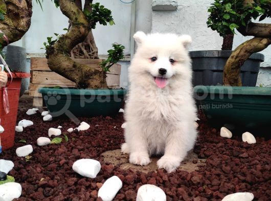 Ayi̇ Yavrusu Samoyed A Kali̇te Irk