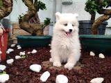 Ayi̇ Yavrusu Samoyed A Kali̇te Irk