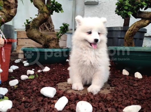 Ayi̇ Yavrusu Samoyed A Kali̇te Irk görsel