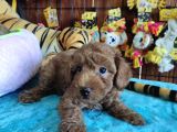 A SCR MUHTEŞEM TOY POODLE  YAVRULARIMIZ